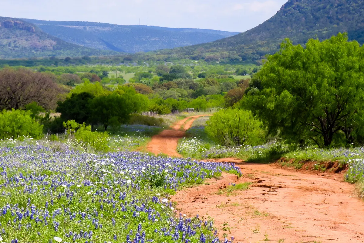 Eine unbefestigte Straße, die sich durch ein Tal der Texas Hill Country mit blühenden Lupinen schlängelt, dahinter flachgipflige Hügel.