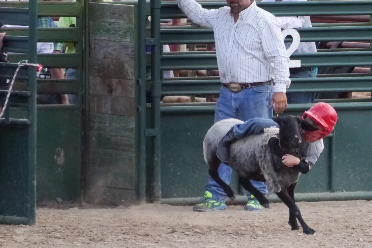 Ein Kind mit rotem Helm, das sich bei einem Rodeo in Texas neben einer grünen Stahlschleuse an ein dunkles Schaf klammert.