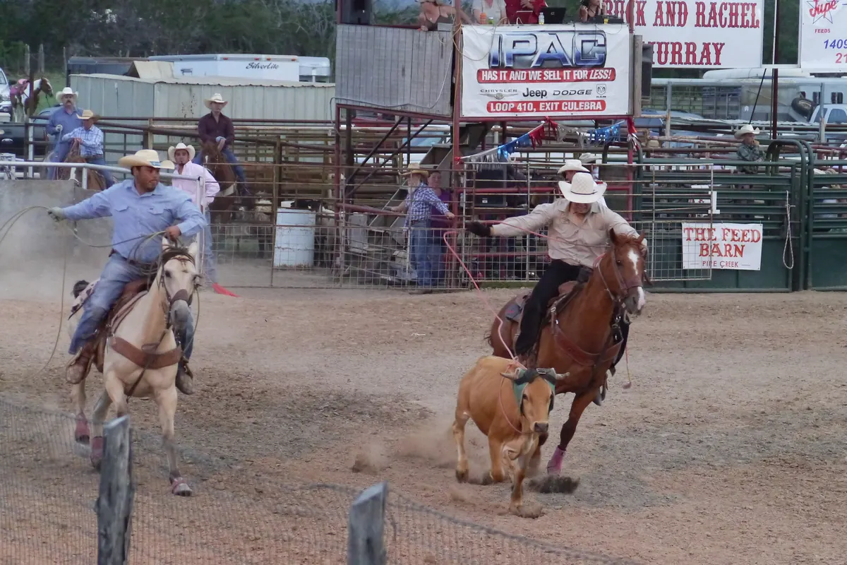 Zwei Reiter zu Pferd, die mit Lassos bei einem Rodeo in Texas ein kleines hellbraunes Kalb bearbeiten.