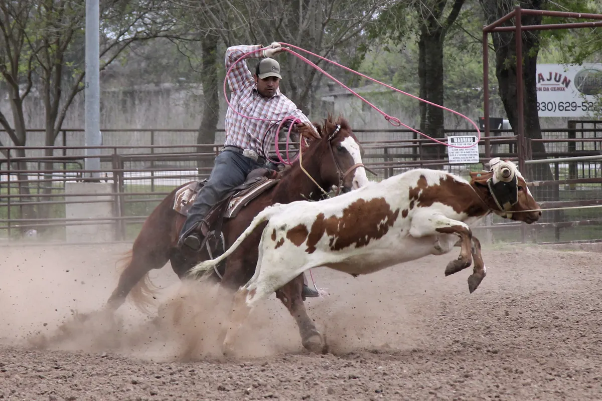 Ein Reiter auf einem braunen Pferd, der bei einem Team-Roping-Event in New Braunfels, Texas, in einer staubigen Arena ein Lasso nach einem laufenden gefleckten Steer schwingt.
